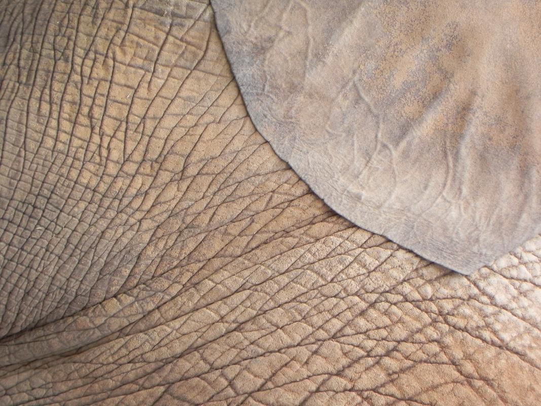 Lisa Gray: Eelephant Ear